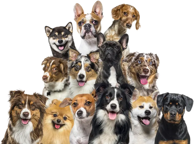 dogs group photo